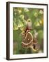 Cecropia Moth on Alium Flowers-Nancy Rotenberg-Framed Photographic Print