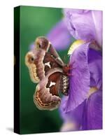 Cecropia Moth on Iris in Garden-Nancy Rotenberg-Stretched Canvas