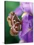 Cecropia Moth on Iris in Garden-Nancy Rotenberg-Stretched Canvas