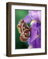 Cecropia Moth on Iris in Garden-Nancy Rotenberg-Framed Photographic Print