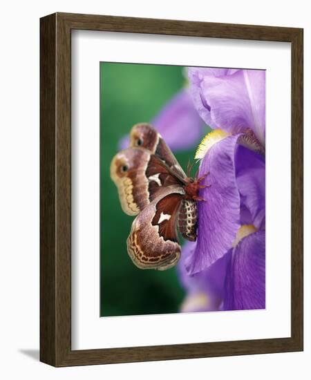 Cecropia Moth on Iris in Garden-Nancy Rotenberg-Framed Photographic Print