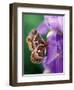 Cecropia Moth on Iris in Garden-Nancy Rotenberg-Framed Photographic Print