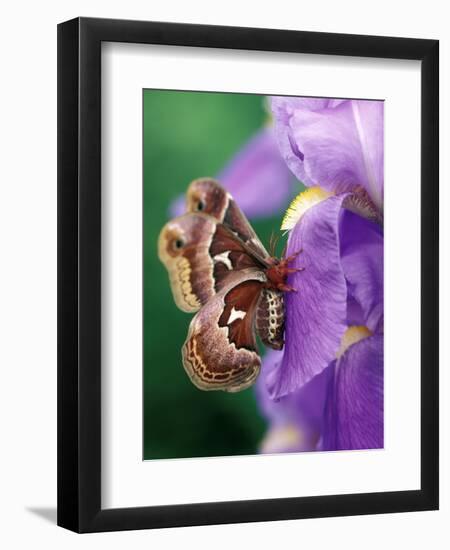 Cecropia Moth on Iris in Garden-Nancy Rotenberg-Framed Photographic Print