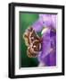 Cecropia Moth on Iris in Garden-Nancy Rotenberg-Framed Photographic Print