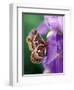 Cecropia Moth on Iris in Garden-Nancy Rotenberg-Framed Photographic Print