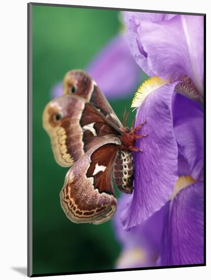 Cecropia Moth on Iris in Garden-Nancy Rotenberg-Mounted Photographic Print