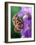 Cecropia Moth on Iris in Garden-Nancy Rotenberg-Framed Photographic Print