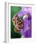 Cecropia Moth on Iris in Garden-Nancy Rotenberg-Framed Photographic Print