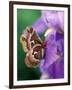 Cecropia Moth on Iris in Garden-Nancy Rotenberg-Framed Photographic Print