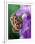 Cecropia Moth on Iris in Garden-Nancy Rotenberg-Framed Photographic Print