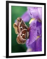 Cecropia Moth on Iris in Garden-Nancy Rotenberg-Framed Photographic Print