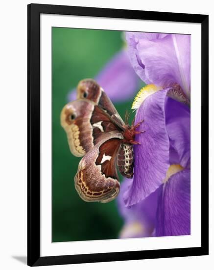 Cecropia Moth on Iris in Garden-Nancy Rotenberg-Framed Photographic Print