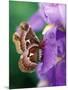 Cecropia Moth on Iris in Garden-Nancy Rotenberg-Mounted Photographic Print