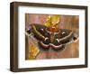 Cecropia Moth on Tree Trunk-Darrell Gulin-Framed Photographic Print