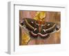 Cecropia Moth on Tree Trunk-Darrell Gulin-Framed Photographic Print