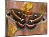 Cecropia Moth on Tree Trunk-Darrell Gulin-Mounted Photographic Print
