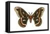 Cecropia Moth (Samia Cecropia), Emperor Moth, Insects-Encyclopaedia Britannica-Framed Stretched Canvas