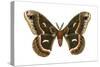 Cecropia Moth (Samia Cecropia), Emperor Moth, Insects-Encyclopaedia Britannica-Stretched Canvas