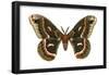 Cecropia Moth (Samia Cecropia), Emperor Moth, Insects-Encyclopaedia Britannica-Framed Poster