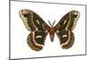 Cecropia Moth (Samia Cecropia), Emperor Moth, Insects-Encyclopaedia Britannica-Mounted Poster