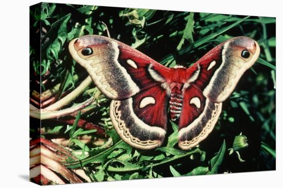 Cecropia Moth-null-Stretched Canvas