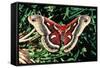 Cecropia Moth-null-Framed Stretched Canvas