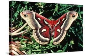 Cecropia Moth-null-Stretched Canvas