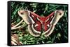 Cecropia Moth-null-Framed Stretched Canvas