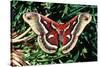 Cecropia Moth-null-Stretched Canvas