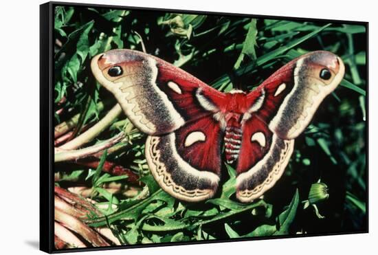 Cecropia Moth-null-Framed Stretched Canvas