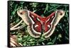 Cecropia Moth-null-Framed Stretched Canvas