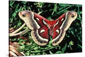 Cecropia Moth-null-Stretched Canvas