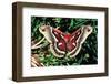 Cecropia Moth-null-Framed Premium Photographic Print