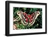 Cecropia Moth-null-Framed Premium Photographic Print