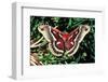 Cecropia Moth-null-Framed Premium Photographic Print