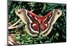 Cecropia Moth-null-Mounted Premium Photographic Print