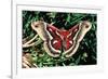 Cecropia Moth-null-Framed Photographic Print