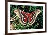 Cecropia Moth-null-Framed Photographic Print