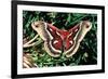 Cecropia Moth-null-Framed Photographic Print