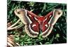 Cecropia Moth-null-Mounted Photographic Print