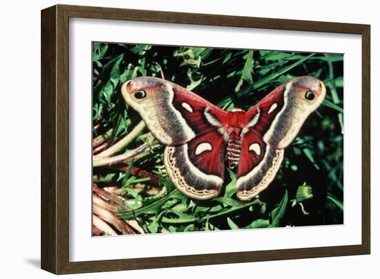 Cecropia Moth-null-Framed Photographic Print