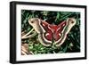 Cecropia Moth-null-Framed Photographic Print