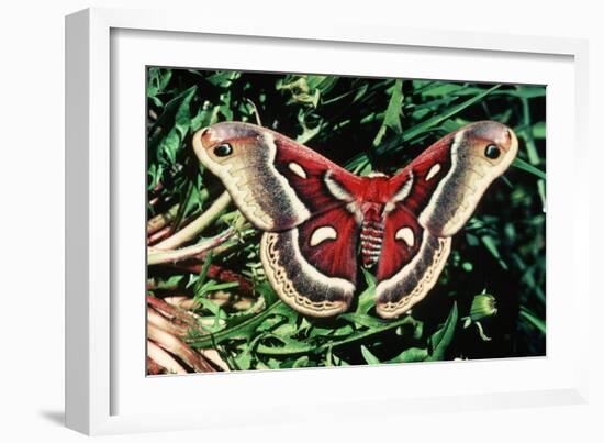 Cecropia Moth-null-Framed Photographic Print