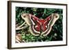 Cecropia Moth-null-Framed Photographic Print