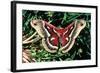 Cecropia Moth-null-Framed Photographic Print