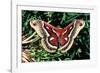 Cecropia Moth-null-Framed Photographic Print