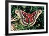 Cecropia Moth-null-Framed Photographic Print