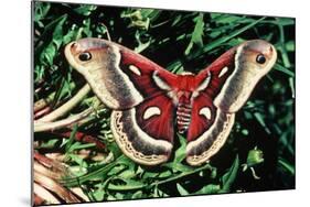 Cecropia Moth-null-Mounted Photographic Print