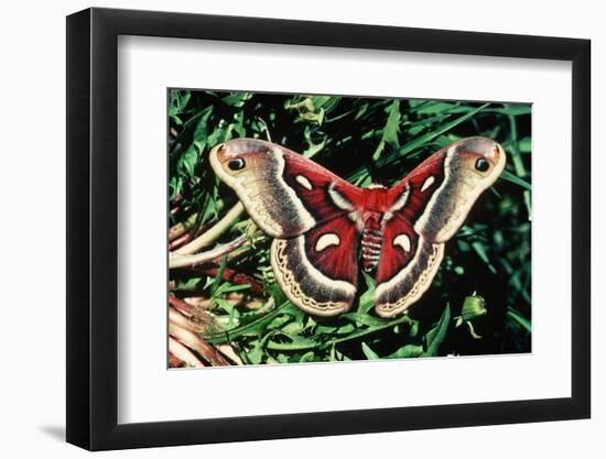 Cecropia Moth-null-Framed Photographic Print