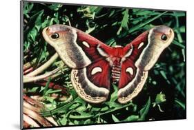 Cecropia Moth-null-Mounted Photographic Print